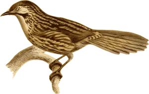 Golden Brown Bird Illustration