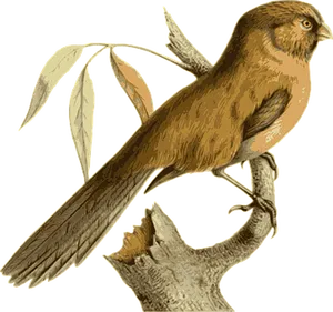 Golden Brown Bird Perched