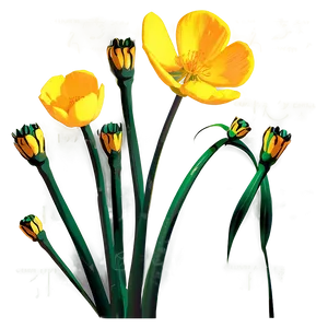 Golden Buttercup Png 56 PNG image