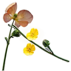 Golden Buttercup PNG 8