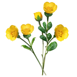 Golden Buttercup Png Roy PNG image