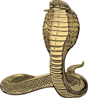 Golden Cobra Illustration PNG image
