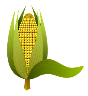 Golden Corn Cob Illustration PNG image