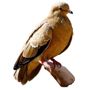Golden Dove PNG 68 PNG