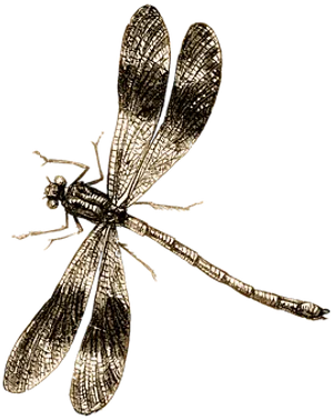 Golden Dragonfly Illustration PNG image