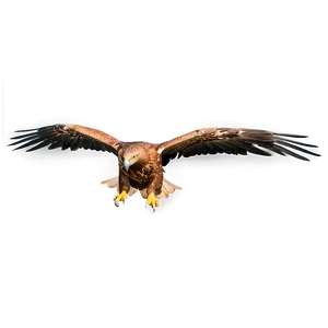 Golden Eagle Aerial View Png 94 PNG image