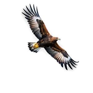 Golden Eagle Aerial View Png Gsg PNG image