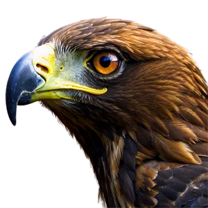 Golden Eagle Close-up Png 06202024 PNG image