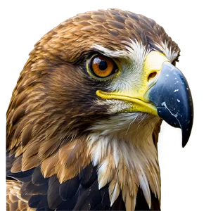 Golden Eagle Close-up PNG Vfv PNG