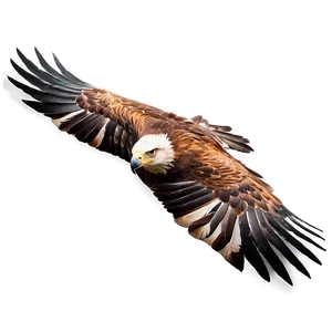 Golden Eagle Gliding Png 4 PNG image