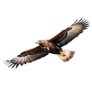 Golden Eagle Gliding PNG Jeb
