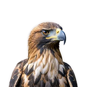 Golden Eagle Head Tilt Png 06202024 PNG image