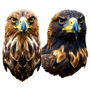Golden Eagle Head Tilt PNG Qin16 PNG