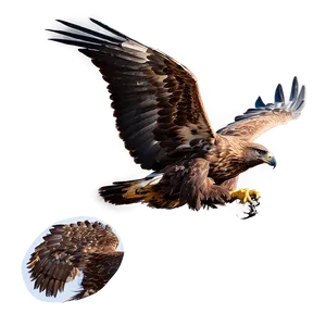 Golden Eagle Hunting Pose Png Txx14 PNG image