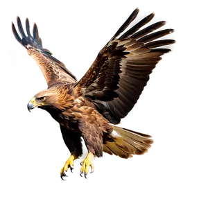 Golden Eagle In Dive PNG 06202024