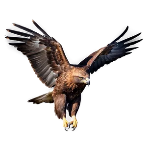 Golden Eagle In Flight Against Sun PNG Nxs PNG