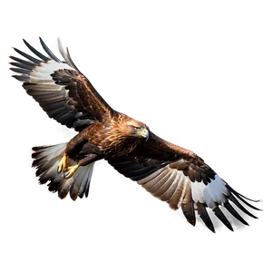 Golden Eagle In Flight PNG Iqa38 PNG