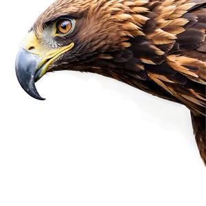 Golden Eagle In Majestic Pose PNG Igs PNG