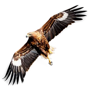 Golden Eagle In Mid-hunt Png Mkd PNG image