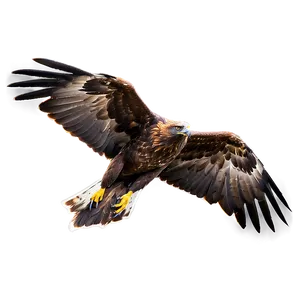 Golden Eagle In Mid-hunt Png Poo42 PNG image