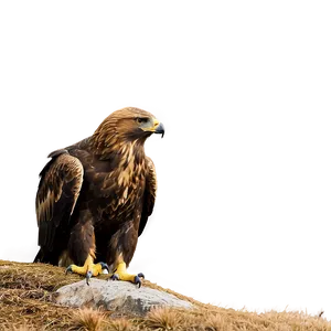 Golden Eagle In Natural Habitat Png 06202024 PNG image