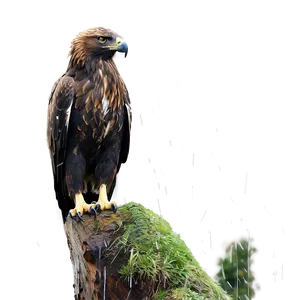 Golden Eagle In Rain PNG 06202024