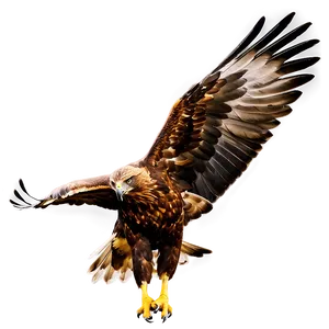 Golden Eagle Landing PNG 3