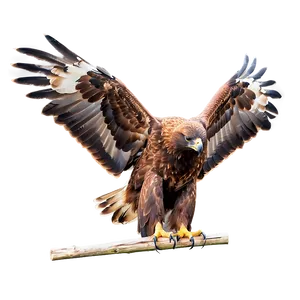 Golden Eagle Mating Dance PNG 06202024 PNG