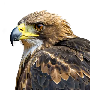 Golden Eagle Nesting PNG 2