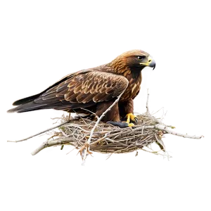 Golden Eagle Nesting PNG Icp63 PNG