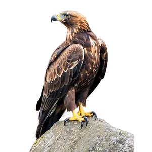 Golden Eagle Pair Bonding PNG 80