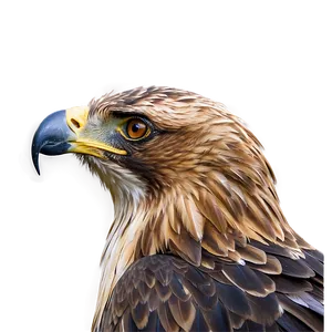 Golden Eagle Profile In Detail PNG 87 PNG