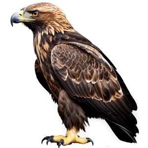 Golden Eagle Profile In Detail PNG Sxa PNG