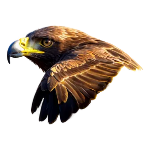 Golden Eagle Reflection Png 06202024 PNG image