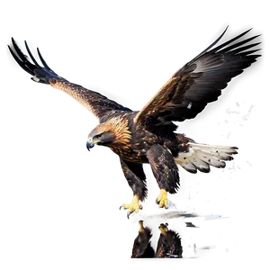 Golden Eagle Reflection Png 06202024 PNG image