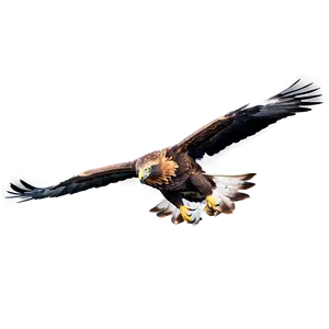 Golden Eagle Reflection PNG 73