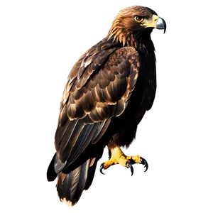 Golden Eagle Silhouette PNG 62