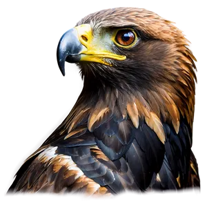 Golden Eagle Staring Intently Png 06202024 PNG image