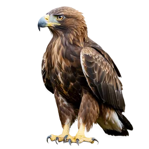Golden Eagle Staring Intently PNG Ina72 PNG