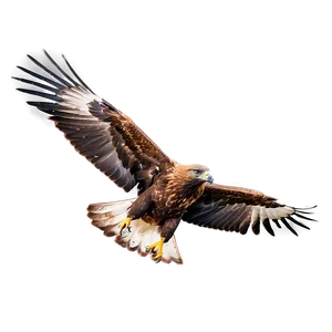 Golden Eagle Taking Off PNG 25 PNG