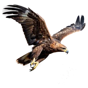 Golden Eagle Taking Off PNG 40 PNG