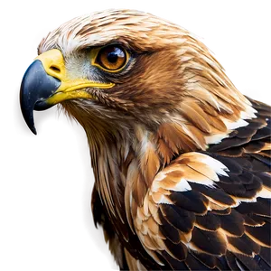 Golden Eagle With Piercing Eyes Png 65 PNG image