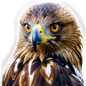 Golden Eagle With Piercing Eyes PNG 87 PNG