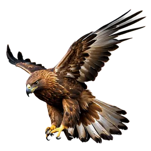 Golden Eagle With Spread Tail Feathers PNG 06202024 PNG