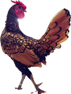 Golden Feathered Rooster Profile
