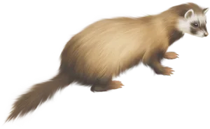 Golden Ferret Illustration PNG