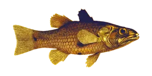 Golden Fish Black Background