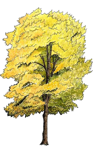 Golden Foliage Tree Illustration PNG image
