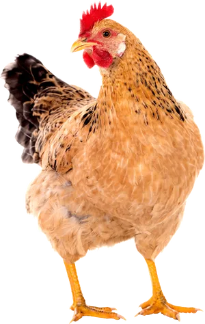 Golden Hen Isolated Background.png PNG image
