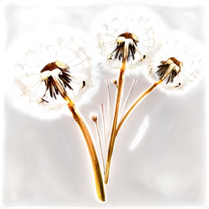 Golden Hour Dandelion PNG 05242024